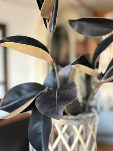 Charcoal magnolia leaves
