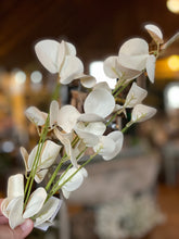 White eucalyptus sprig