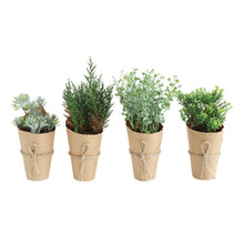 Plant in Paper Pot