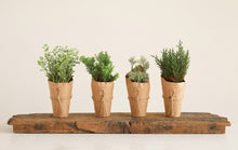 Plant in Paper Pot